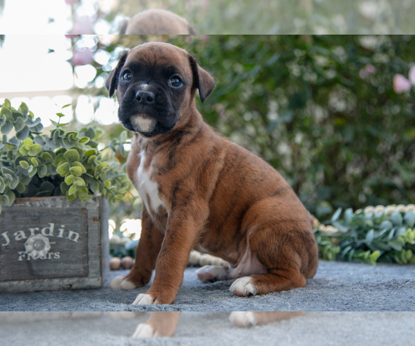 Medium Photo #1 Boxer Puppy For Sale in KIRKWOOD, PA, USA