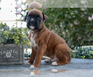 Medium Boxer