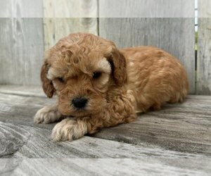 Cavapoo Puppy for sale in ELMHURST, IL, USA