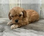 Image preview for Ad Listing. Nickname: Pheobe