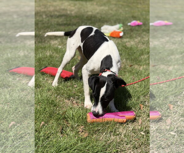 Medium Photo #2 Mutt Puppy For Sale in Yardley, PA, USA