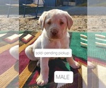 Small Photo #11 Labrador Retriever Puppy For Sale in WILLARD, WI, USA