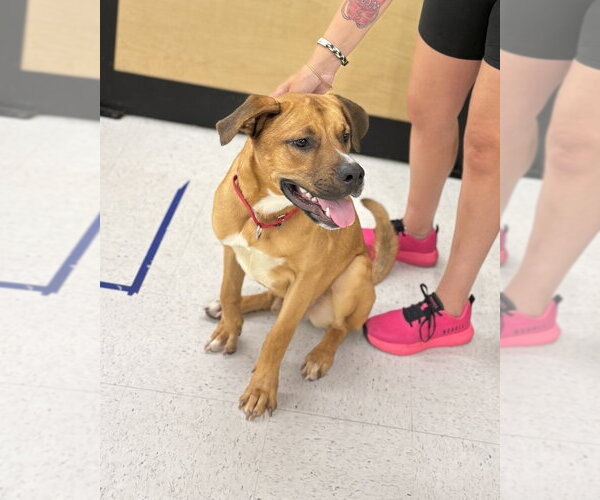 Medium Photo #26 Labrador Retriever-Rhodesian Ridgeback Mix Puppy For Sale in Brewster, NY, USA