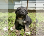 Small Photo #7 Australian Shepherd-German Shepherd Dog Mix Puppy For Sale in GRANDVIEW, TX, USA