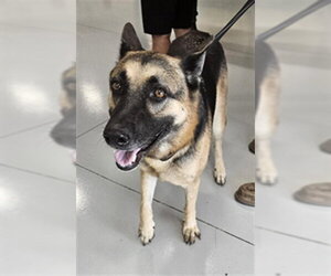 German Shepherd Dog Dogs for adoption in Temple, TX, USA