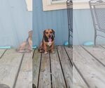 Small #33 Beagle
