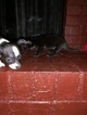 Small Photo #6 Chihuahua Puppy For Sale in MEMPHIS, TN, USA