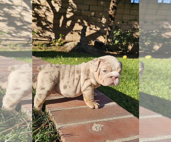 Medium Photo #2 Bulldog Puppy For Sale in RIVERSIDE, CA, USA