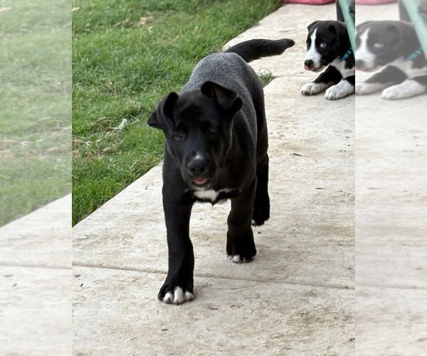 Medium Photo #3 Great Dane-Siberian Husky Mix Puppy For Sale in Bullard, TX, USA