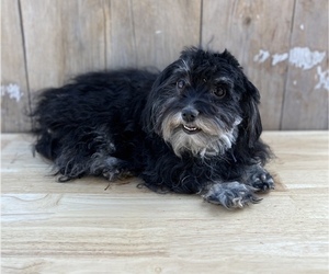Mother of the Havanese puppies born on 03/01/2023