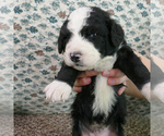 Small Photo #6 Miniature Bernedoodle Puppy For Sale in ROY, UT, USA