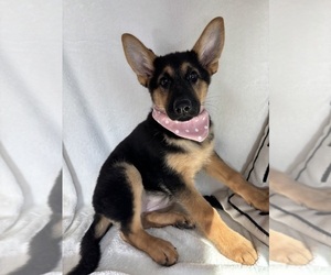 German Shepherd Dog Puppy for Sale in GREENFIELD, Indiana USA
