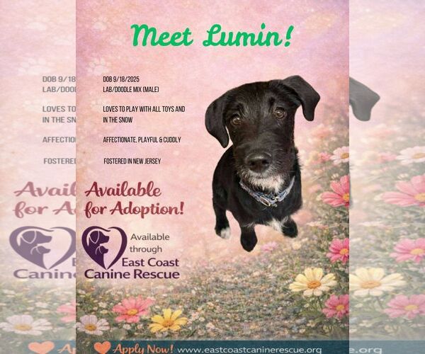 Medium Photo #1 Labradoodle Puppy For Sale in pomfret, CT, USA