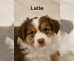 Puppy Latte Australian Shepherd