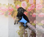 Small #1 German Shepherd Dog