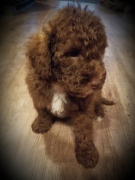 Medium Photo #1 Labradoodle Puppy For Sale in JERSEYVILLE, IL, USA