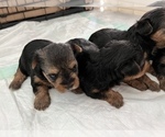 Small Photo #5 Yorkshire Terrier Puppy For Sale in SAVANNAH, GA, USA