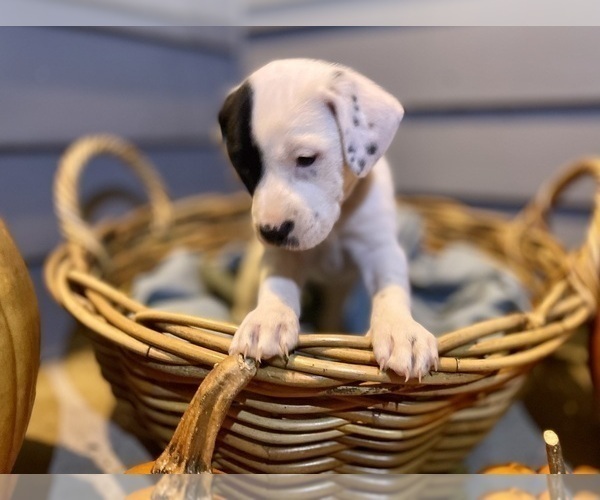 Medium Photo #11 Mutt Puppy For Sale in GRIFFIN, GA, USA