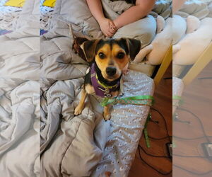 Beagle-Chihuahua Mix Dogs for adoption in Princeton, MN, USA