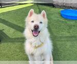 Small Siberian Husky