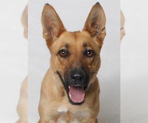 German Shepherd Dog-Unknown Mix Dogs for adoption in Burbank, CA, USA