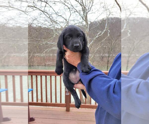 Medium Photo #8 Labrador Retriever Puppy For Sale in ROBINSON, PA, USA
