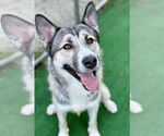Small #1 German Shepherd Dog-Huskies  Mix