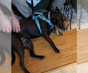 Darla - Female Labrador Retriever-Unknown Mix Dog for Adoption - Photo #8