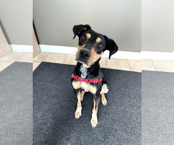 Medium Photo #3 Mutt Puppy For Sale in Plainfield, IL, USA