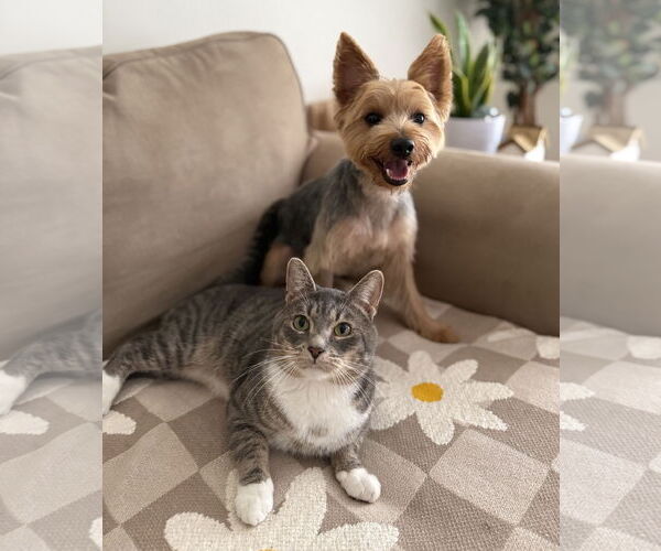 Medium Photo #2 Mutt Puppy For Sale in Allentown,, PA, USA