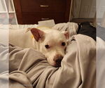 Small #12 Mutt