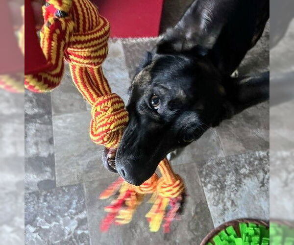 Medium Photo #38 American Pit Bull Terrier-German Shepherd Dog Mix Puppy For Sale in Fargo, ND, USA