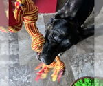 Small #37 American Pit Bull Terrier-German Shepherd Dog Mix