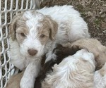 Puppy Posie Goldendoodle