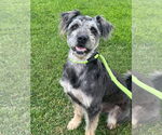 Small #5 Poodle (Standard) Mix