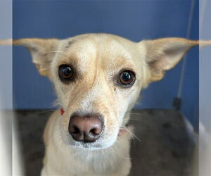 Chihuahua Dogs for adoption in San Bernardino, CA, USA