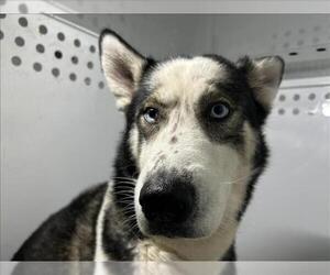 Siberian Husky Dogs for adoption in Martinez, CA, USA