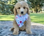 Small Photo #1 Poodle (Toy) Puppy For Sale in BOSWELL, IN, USA