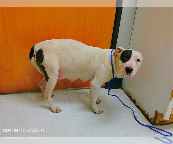 Medium Photo #1 Mutt Puppy For Sale in Oroville, CA, USA