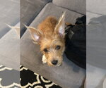 Small #1 Norfolk Terrier Mix