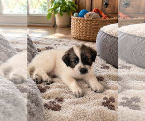 Mutt Dogs for adoption in Menifee, CA, USA