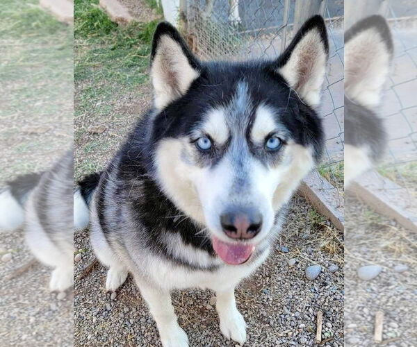 Medium Photo #7 Siberian Husky Puppy For Sale in Cedar Crest, NM, USA
