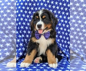 Bernese Mountain Dog Puppy for sale in CHRISTIANA, PA, USA