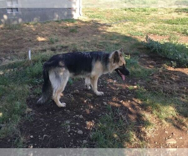 Medium Photo #5 German Shepherd Dog Puppy For Sale in PENDLETON, OR, USA