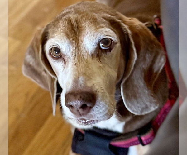 Medium Photo #6 Beagle Puppy For Sale in Dunnellon, FL, USA