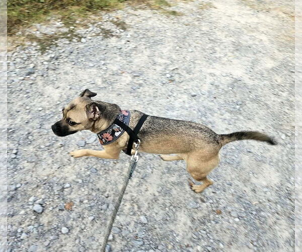 Medium Photo #16 Pug-Unknown Mix Puppy For Sale in Wakefield, RI, USA