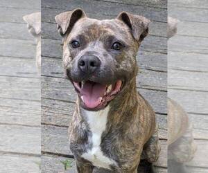 Mutt Dogs for adoption in Cary, NC, USA