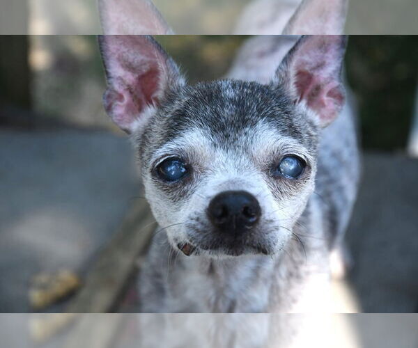 Medium Photo #1 Chihuahua Puppy For Sale in Gulfport, MI, USA