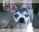 Small Chihuahua