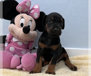 Doberman Pinscher Puppy for sale in LAS VEGAS, NV, USA